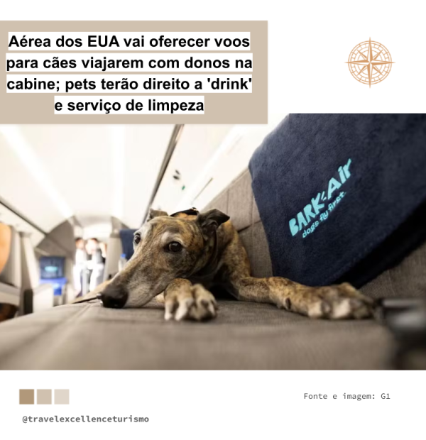 Aérea dos EUA vai oferecer voos para cães viajarem com donos na cabine; pets terão direito a ‘drink’ e serviço de limpeza