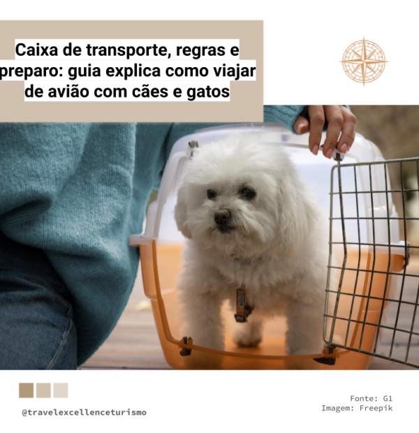 Caixa de transporte, regras e preparo: guia explica como viajar de avião com cães e gatos